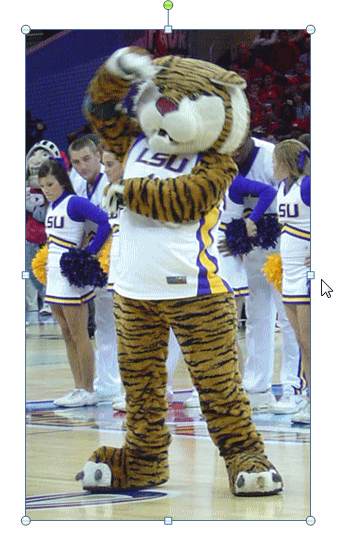 Mike the Tiger mascot with cheerleaders